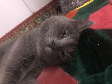 Продажа кошек: Жибек жолу 462 Британская короткошёрстная кошка, окрас сплошной серый — 5