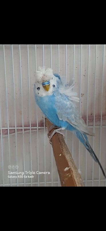 Tutuquşları: Balotuvu erkek 5 ayliqdir-30 man goy erkek 1 illikdir- rainbow rengden
