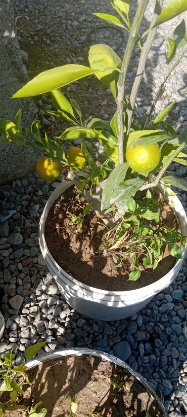 садовой инвентарь: Плодоносящее цитрусовое дерево в горшке. мандарины с плодами цена 3000