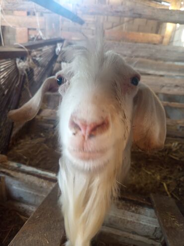 Козы, козлы: Козы — 6