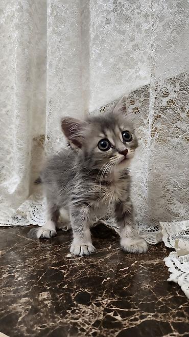 pişik balaca: Şotland uzun tüklü, Yaxşı əllərə — 6