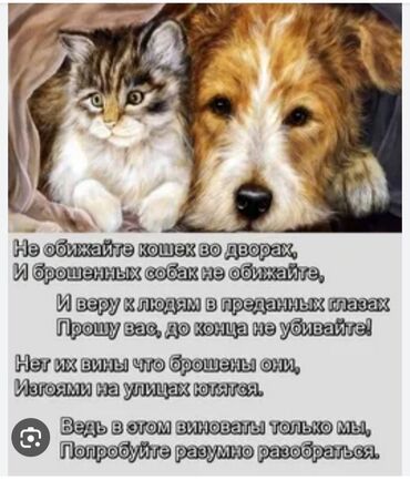 Животные: Доброго времени суток. Я давно помогаю бездомным животным: кормлю
