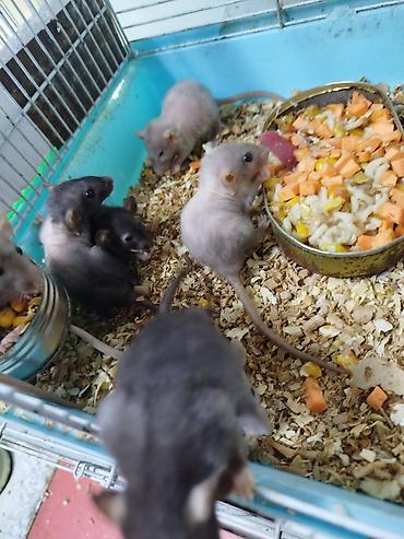 Крысы: Продам маленьких крысят Рэксов . Есть в продаже клетки поильники — 1