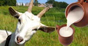 белая река молоко цена бишкек: Козье молоко