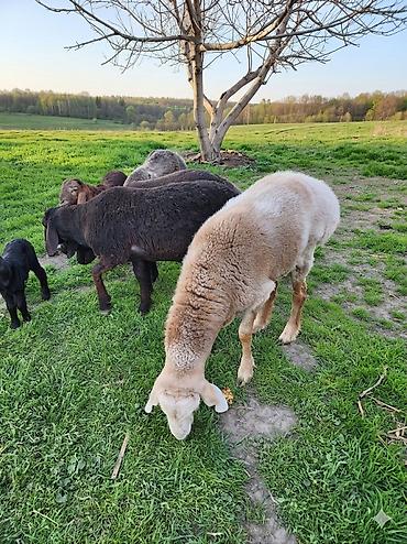 Баран, овца: Продаю | Баран (самец) | Арашан — 3