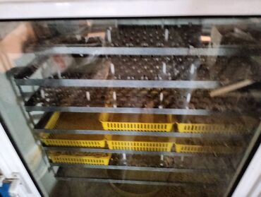 İnkubatorlar: İran, Tam avtomat — 10