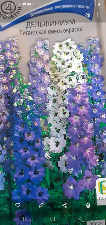 Другие книги и журналы: Продается семена дельфиниумов и катарантусов — 14
