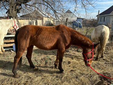 Лошади, кони: Продаю | Кобыла (самка) | Рабочий — 10