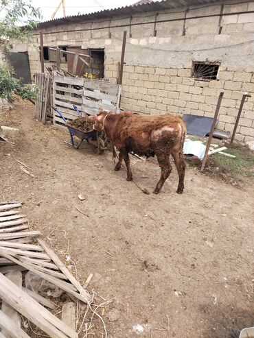 yumru akvarium satisi: Salam iki erkey dana satilir yaxwi yeyimcil danalardi qiymat ikisina