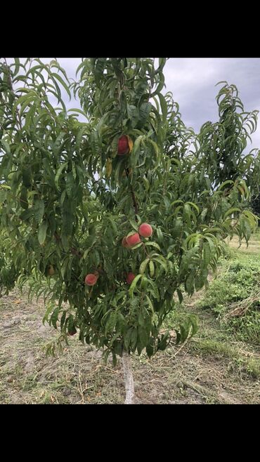 Torpaq sahələrinin satışı: 48 sot, Tikinti, Mülkiyyətçi, Bələdiyyə — 10