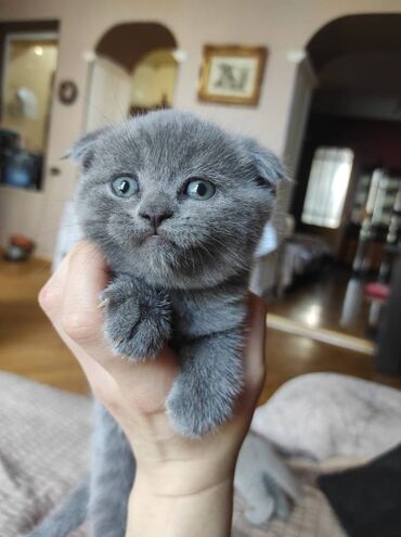 Pişiklər: Şotland yastı qulaq, Dişi, Erkək, Ünvandan götürmə — 5