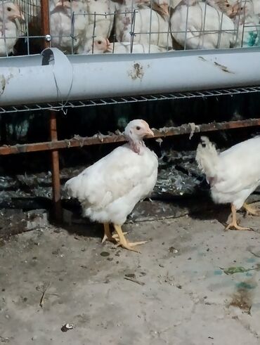 кальций для животных: Продаю | Цыплята | Несушки