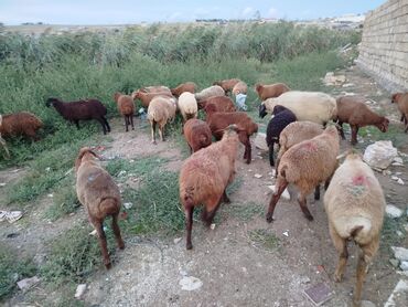 Inəklər, öküzlər: 13 erkək 16 dişi kom istəyən olsa endirim olacaq - Təxminən 20+ baş