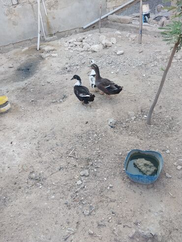 ЛуАЗ: Salam tecili sesli ördekler satilir.1erkek 2 dişi.2side yumurtuyurlar