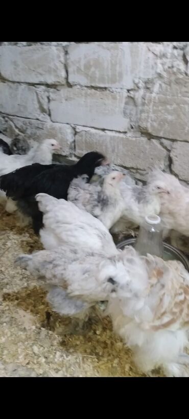 Cücələr: Toyuq cücələri, Damazlıq — 5