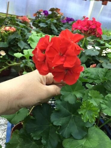 Другие комнатные растения: Пеларгония (плющелистная) — 18