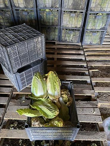 Капуста: Капуста Пекинская — 7