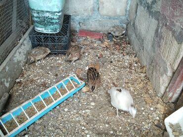 Salyan rayonunda kesimlik 5eded erkek bıldırcın satiram.erkekdi dişi