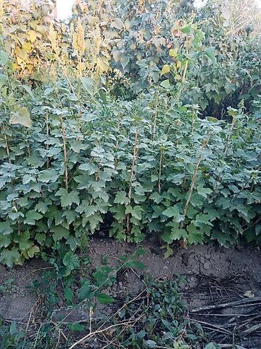 Другие услуги: Продаётся саженцы 2-3 летки чёрной смородины Титания, красной — 2