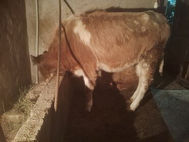 Dana, buzov: Satılır: cins dana - Növ: iribuynuzlu (dana) - Rəng: açıq qəhvəyi — 3