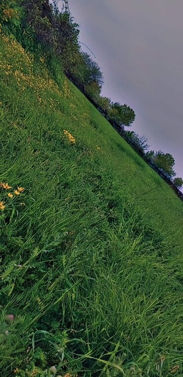 Torpaq sahələrinin satışı: 10 sot, Tikinti, Mülkiyyətçi, Bələdiyyə — 12
