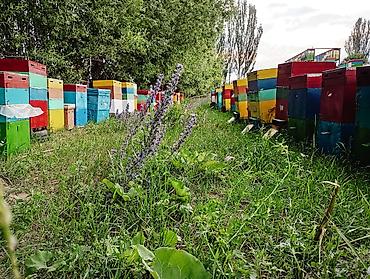 ящик для улей: Натуральная продукция пчеловодства с собственной пасеки - Мёд из — 4