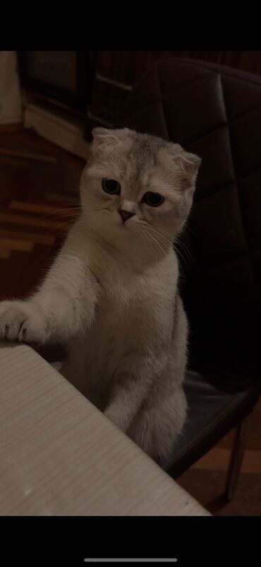 Pişiklər: Şotland yastı qulaq, Dişi, Yaxşı əllərə, Ödənişli çatdırılma — 29