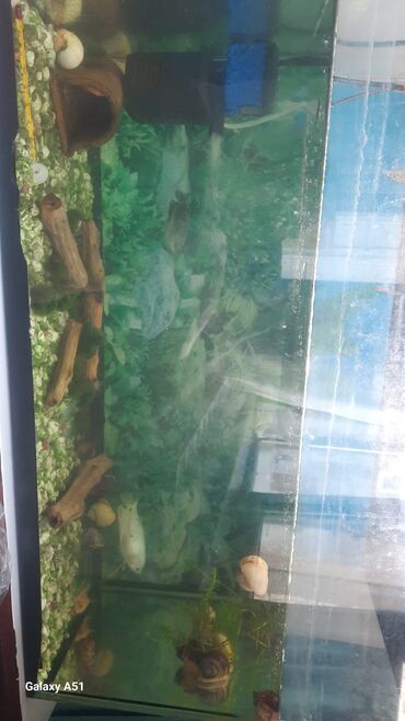 Akvariumlar: Dördbucaq akvarium, Balıqlarla birlikdə, 94 l, Ünvandan götürmə