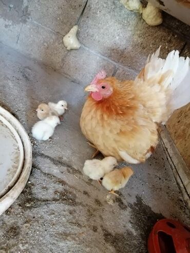 Куры, петухи: Продаю | Петух, Куры — 5