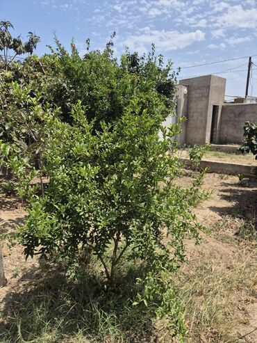 Həyət evləri və villaların satışı: Buzovna 3 otaqlı, 71 kv. m, Kredit yoxdur, Orta təmir — 21