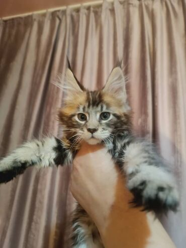 мейн кун бишкек 😺 питомник lyubushka 🐈 купить котенка 🐾 цена фото: Котшеяки две породы мейн-кун (трёхцветный окрас). Особенности: -