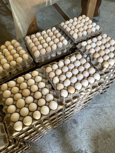 Азык-түлүктөр: Куриные яйца! Подсобное хозяйство! Чистый продукт, без химии а lalafo.kg да Азык-түлүктөр: Куриные яйца! Подсобное хозяйство! Чистый продукт, без химии а