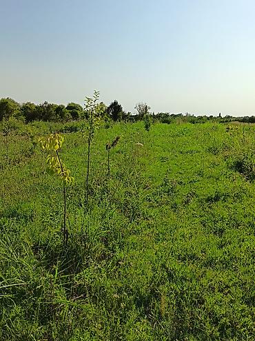 goycay: Kənd təsərrüfatı — 2
