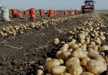 земельный участок новопокровка: Для сельского хозяйства