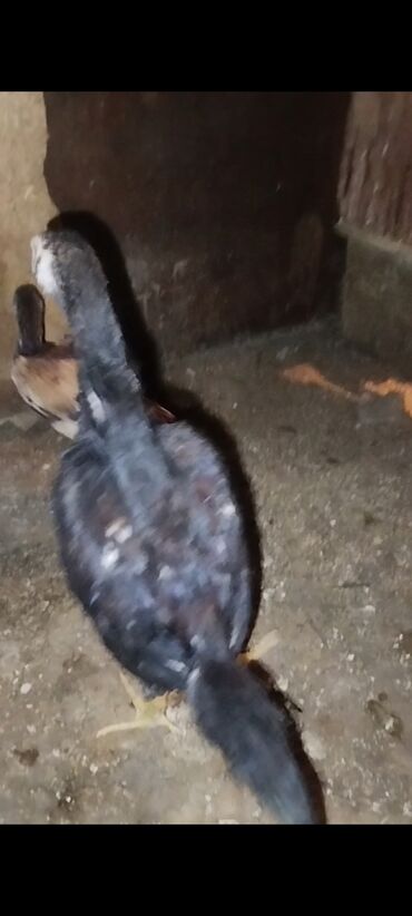 передержка кошек в баку: Salam aleykum beçe satılir isteyen olsa yazar super cinsli qanli