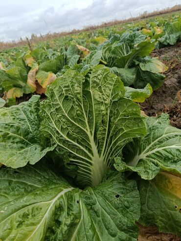 купить семена огурцов: Капуста Пекинская