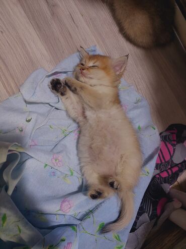 Pişiklər: Qızıl şinşilla, Erkək, Dişi, Yaxşı əllərə, Ünvandan götürmə -da lalafo.az — 4 Pişiklər: Qızıl şinşilla, Erkək, Dişi, Yaxşı əllərə, Ünvandan götürmə — 4