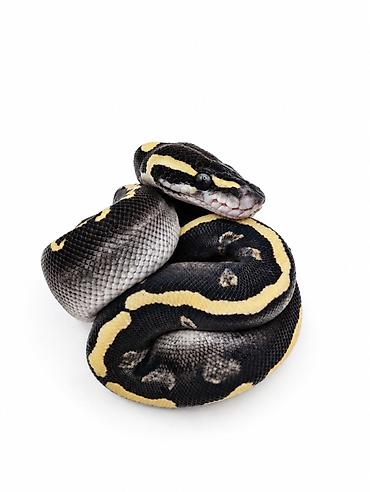 at satilir: Kral pitonu balaları satışdadır Caspian Snake-də artıq yeni evlərinə — 3
