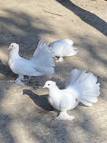 heyvanlara verilen adlar: Cüt satılır ünvan ŞƏKİ Ağ rəngli fənər quyruqlu göyərçinlər (fantail