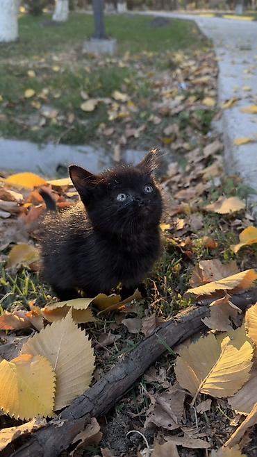 Мышыктар: Два очаровательных чёрных котёнка ищут дом. котяткам-малышарикам — 3