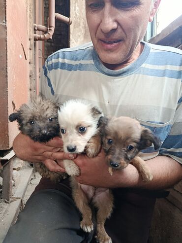 як собака: Собака даром: Дворняжка, 1 месяц, Самец, С прививкой