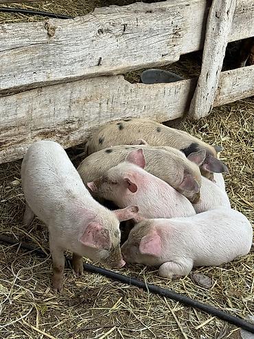 Продам с/х животных: Продаю | Поросенок | Крупная белая | Для разведения — 1