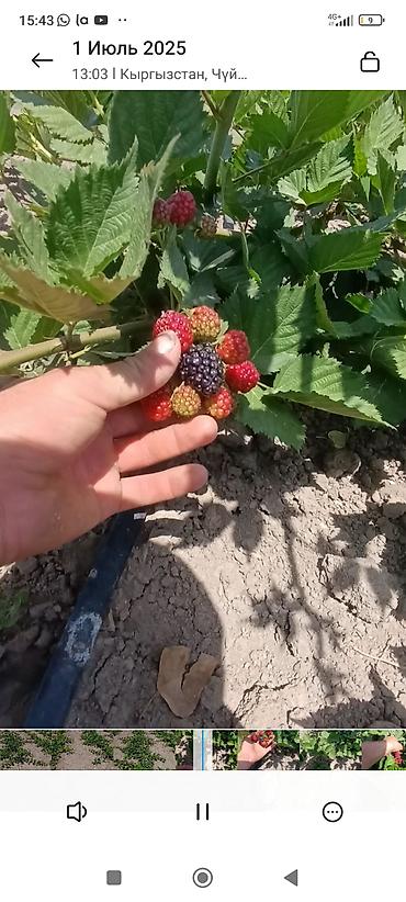 Ежевика: Саженцы ежевики (бесшипные сорта). Сорт Лох Нес Количево 1000 — 7