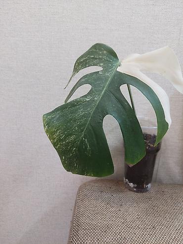 монстера купить: Монстера вариегатная (Monstera deliciosa variegata) - Крупный лист с — 4