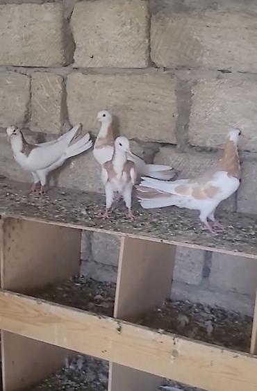 at aliram: Sarı boynu güllülər 2 erkey 2 maya vpda yazn videson atım real — 2