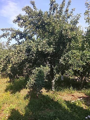 коттедж слив: Дом с участком Ак ордо 1. - Кирпичный/блочный дом с двускатной — 10