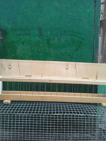 Птицы: Продаю голубей,все молодые прошлогодние.Птицу гоняю.Цены — 13