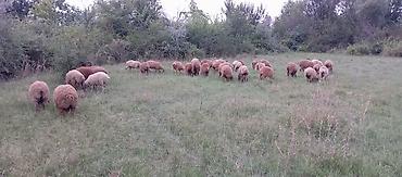 gəncə toyuq satan: 38 baş super sağlam zemanetli quzlardir .Ünvan Ağsu videolari var — 2