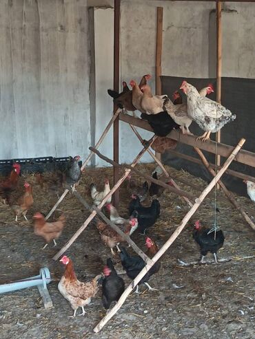 манчкин кот цена бишкек: Salam, yumurtlayan toyuqlar 1 ədədi 13 manat, çolpalar 1 ədədi 6-8