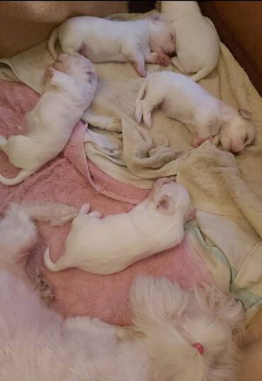 Psi: Na prodaju stenci mesanci maltezera i patuljastog spica sa odlicnom — 5